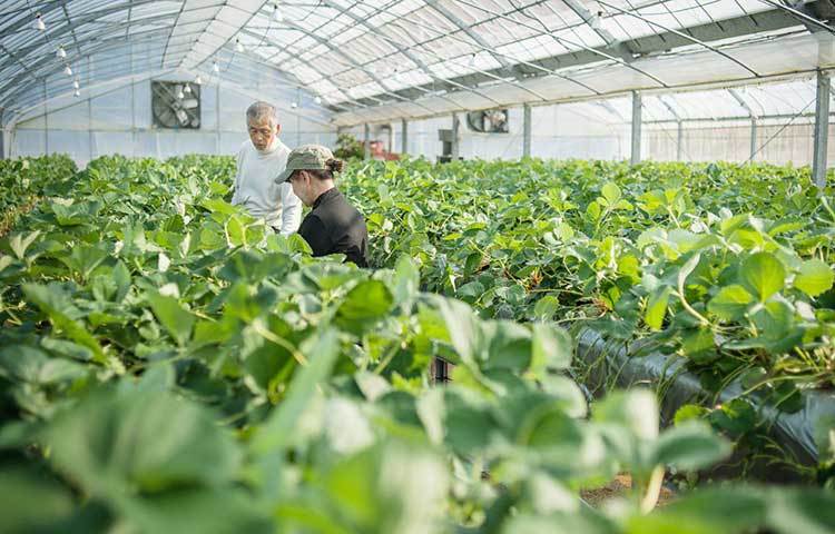 কৃষি ম্যানেজার : বিএলএসের রিপোর্ট বলছে, এক সময়ে আমেরিকাসহ বিশ্বের বিভিন্ন ফার্মে কাজ, কৃষি ম্যানেজারের দায়িত্ব পালন বেশ জনপ্রিয় ছিল। রিপোর্ট বলছে, এই চাকরির জনপ্রিয়তা ক্রমেই কমছে।