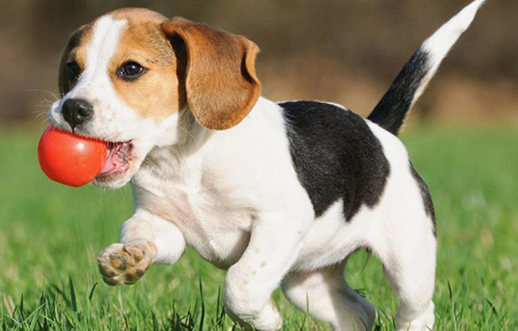 কফি দিয়ে আপনার পোষা প্রাণির যত্ন নিতে পারেন। পোষ্যকে গোসল করানোর পর তার উপর কিছুটা কফি পাউডার ছড়িয়ে দিন। কফির কড়া গন্ধ পোষ্যকে পোকামাকড় থেকে নিরাপদ রাখবে।