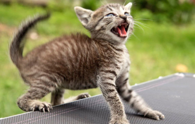 অন্য বাড়ির বিড়াল তাড়াতেও কিন্তু ওস্তাদ এই কফি। একটু ফাঁক পেয়েছে কি বাড়িতে বিড়াল এসে হাজির, এই অভিজ্ঞতা প্রায় সকলেরই রয়েছে। বিড়ালের অনধিকার প্রবেশ রুখতে জানালার পাশে বেশ কিছুটা কফি রেখে দিন। কফির কড়া গন্ধ বিড়ালের পক্ষে অস্বস্তিকর।