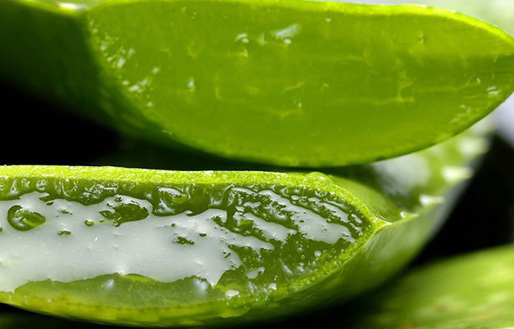 অ্যালভেরা : একটা অ্যালভেরা পাতা কেটে নিন। ভিতরের থকথকে জেলিটা ওই জায়গায় লাগিয়ে দিন। কয়েকদিন করলেই আঁচিল শুকিয়ে যাবে। নিজে থেকে ঝরেও যাবে। অ্যালোভেরার মধ্যে উপস্থিত ম্যালিক অ্যাসিড এই ম্যাজিক করে দেখাবে।