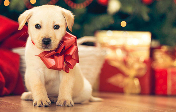 অনেকে কুকুর ছানা উপহার পেতে ভালোবাসেন। তবে সাধারণত কুকুর ছানা পোষা অনেকটা দায়িত্বের কাজ, সম্পর্কের গোড়ার দিকে এ জাতীয় উপহার এড়িয়ে চলুন।