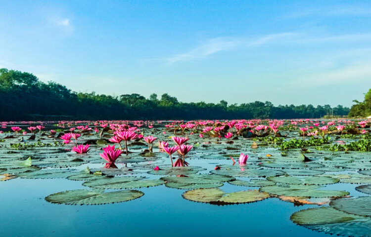সিলেটে পর্যটনকেন্দ্রে পরিণত হয়েছে আন্দু লেক। স্বচ্চ পানি আর লাল শাপলার সুবিশাল রাজ্য এখানে। দেশের বিভিন্ন প্রান্ত থেকে প্রতিদিন এখানে প্রাকৃতিকপ্রেমীরা ঘুরতে আসছেন। ছবি: জাগো নিউজ