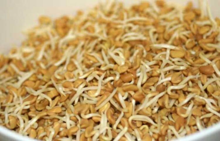 ডায়েট বিশেষজ্ঞদের কথায়, যদি অঙ্কুরিত মেথি খাওয়া যায়, তাহলে একাধিক সমস্যার সমাধান হতে পারে। তা ছাড়া অঙ্কুরোদগমের ফলে মেথির সেই পরিমাণ তিক্ততাও থাকে না। সহজেই হজম হয়ে যায় এটি। এবার বিস্তারিত জেনে নেয়া যাক অঙ্কুরিত মেথির উপকারিতা!