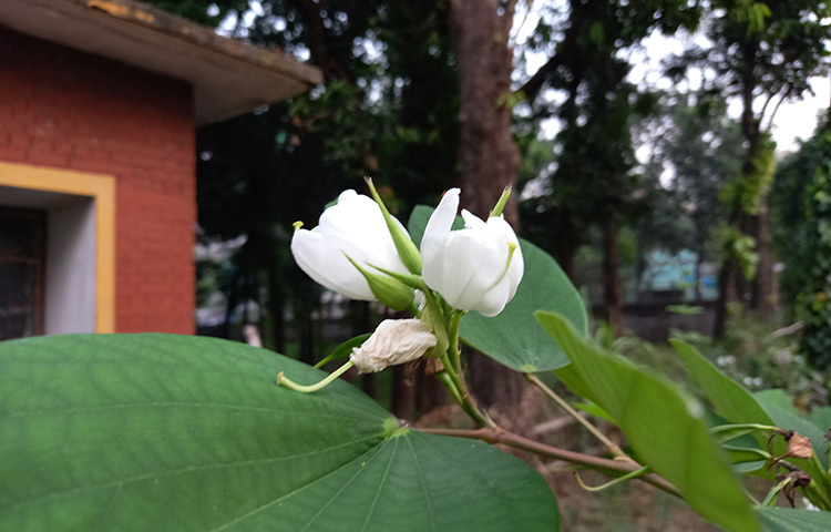 শহীদুল্লাহ হাউসের প্রবেশ পথ ধরে একটু সামনে এগুলেই অনেক পরিচিত-অপরিচিত ফুল আপনাকে স্বাগত জানাবে। তবে এর মধ্যে সবুজ পাতার ফাঁকে ফুটে থাকা সাদা রঙের শ্বেত কাঞ্চনে আপনার চোখ আটকে যাবে। মনে করা হয় এরা মালয়েশিয়া, ইন্দোনেশিয়া এবং ফিলিপাইন থেকে বাংলাদেশে এসেছে। ছবি: সোহাগ ফেরদৌস