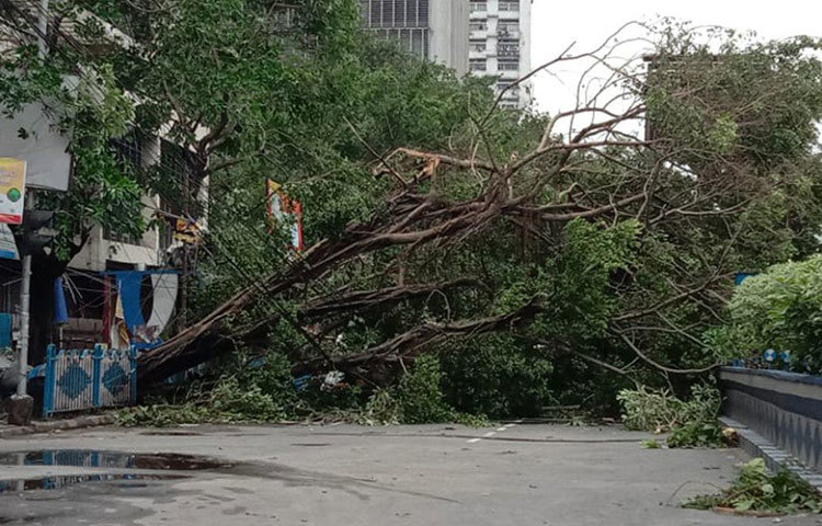 প্রকৃতি নিজেই অবরুদ্ধ করেছে পার্ক স্ট্রিট।
