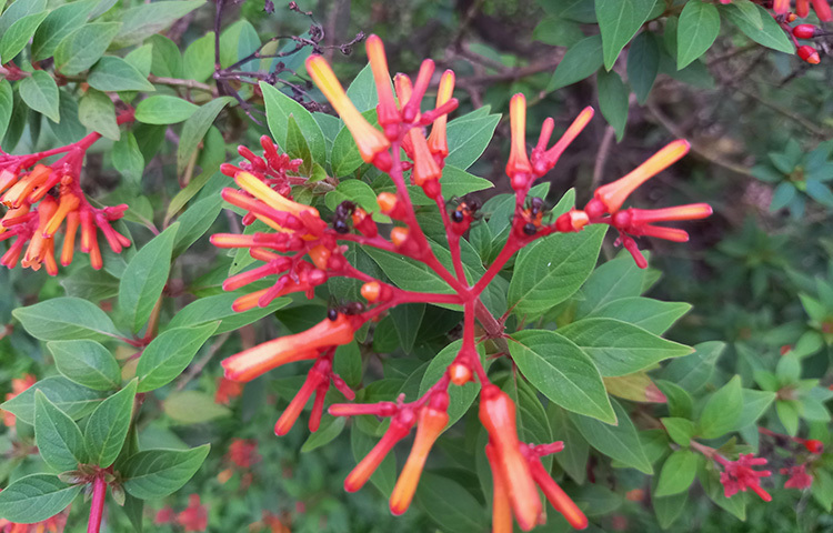 কমলাভ লাল বা লালাভ কমলা রঙের ফুলগুলো থোকায় থোকায় ফুটে আছে হাউসের পাশেই। এর নাম হ্যামেলিয়া। এর লম্বা গলা ফুলগুলো হামিংবার্ডের খুব পছন্দের। ফুলের মুখের কাছে উড়ন্ত অবস্থায় তারা মধু খায়। হাউসের পাশের এ ফুলগুলোতেও দেখা গেলা লাল পিঁপড়ের দল। ছবি: সোহাগ ফেরদৌস