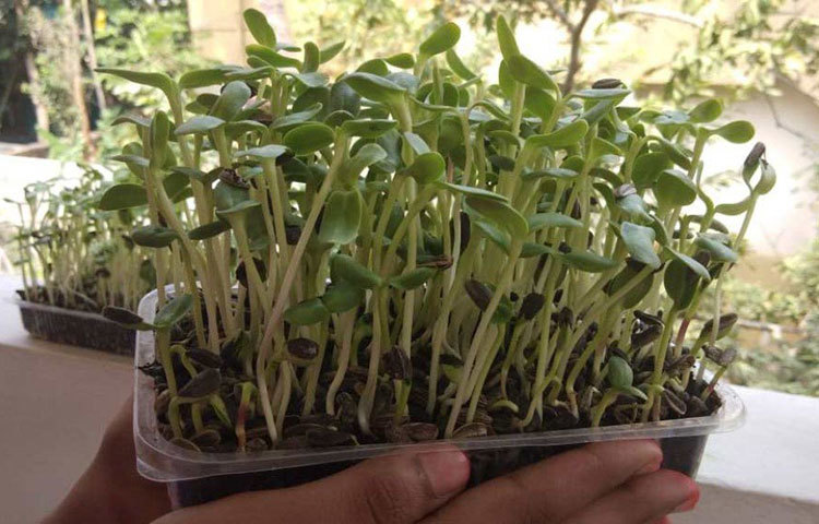 একবার চাষের ব্যবসায় ক্ষতির সম্মুখীন হলেও মন থেকে চাষের ইচ্ছা মুছে ফেলেননি। ২০১৪ সালে মাইক্রোগ্রিনের ব্যাপারে জেনেছিলেন তিনি। গাড়ির ব্যবসার পর সেই মাইক্রোগ্রিন উৎপাদনের ব্যাপারে মন দেন বিদ্যাধরন।