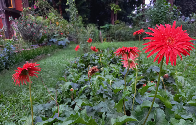 দারুণ সুন্দর ফুল জারবেরা। শহীদুল্লাহ হাউসের কুঞ্জের সৌন্দর্য আরও কয়েকগুণ বাড়িয়েছে লাল রঙা ফুলটি। জার্মান পরিবেশবিদ ট্রাগোট জরবার প্রথম এই ফুলের গণটির অস্তিত্ব আবিষ্কার করেন বলে তার নামানুসারেই ফুলটির এরকম নামকরণ হয়েছে। ছবি: সোহাগ ফেরদৌস