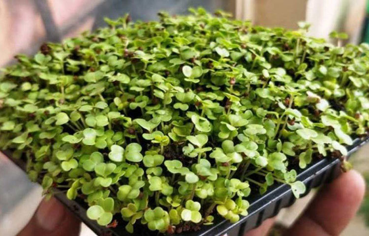 এ ব্যাপারে তিনি বলেছেন, ‘চাষ ছেড়ে দিলেও গাছ নিয়েই কাজ করতে চাইছিলাম। বাজারের চাহিদা দেখে ২০১৪ সালে জানতে পারে মাইক্রোগ্রিন নিয়েই কাজ শুরুর কথা ভাবলাম।’