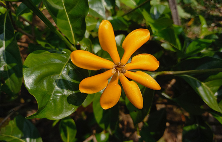গন্ধরাজ ফুলের সৌন্দর্য ও সুবাস আমাদের পরিচিত। তবে কখনো হলুদ গন্ধরাজ দেখেছেন? হাউসের পশ্চিম পাশের কুঞ্জে ফুটেছে মিষ্টি গন্ধ যুক্ত এই হলুদ গন্ধরাজ। ছবি: সোহাগ ফেরদৌস