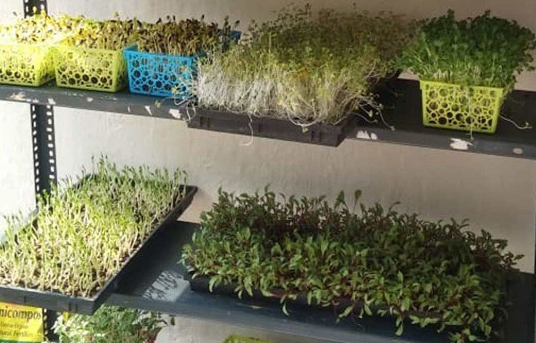 এই কাজে করতে তিনি কিনলেন ট্রে, কোকো পিট, ভার্মি কম্পোস্ট ও বীজ। ব্যবহৃত না হওয়া ফ্রিজও কিনলেন তিনি। সেই ফ্রিজের ভিতর ট্রে গুলি রেখেই মাইক্রোগ্রিন তৈরির কাজ শুরু করেন তিনি।