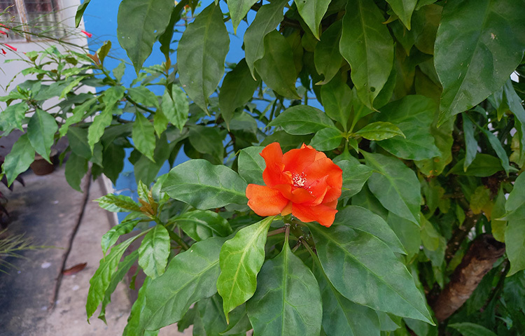 সবুজ পত্রপল্লবে ঠাসা, কাঁটাময় কাণ্ডে ফুটে থাকা ফুলটি রোজ ক্যাকটাস। পেরেস্কিয়া প্রজাতির ফুলটি রয়েছে হাউসের ঠিক সামনেই। ছবি: সোহাগ ফেরদৌস