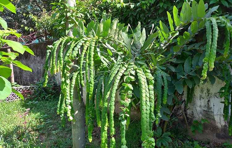 হাউসের পেছনের সীমানা প্রাচীর সংলগ্ন লতানো একটি সুন্দর গাছে আপনার দৃষ্টি আটকে যেত বাধ্য। এর নাম ঘোড়া চাবুক। গাছটির সবচেয়ে আকর্ষণীয় অংশ হলো, মঞ্জরীপত্রসহ সুশৃঙ্খল ভাবে বড়ো হওয়া এর পুষ্পদণ্ড। মঞ্জরীপত্রগুলো পুষ্পদণ্ডের এমনভাবেই বিন্যস্ত থাকে যে দেখলে মনে হবে, কেউ যেন সুন্দর করে বিনুনি বেঁধে দিয়েছে। ছবি: সোহাগ ফেরদৌস