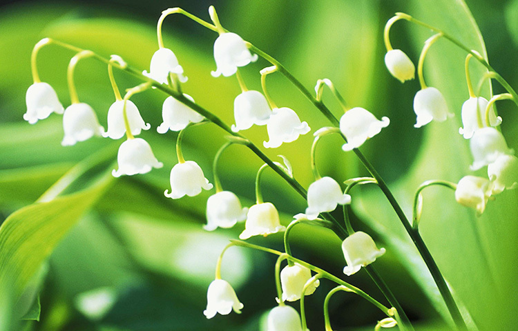 লিলি অব দ্যা ভ্যালি: এটিকে বাংলায় ‘উপত্যকার কমল’ বলা হয়ে থাকে। এটি পাহাড়ী উপত্যাকায় বেশি জন্মে।