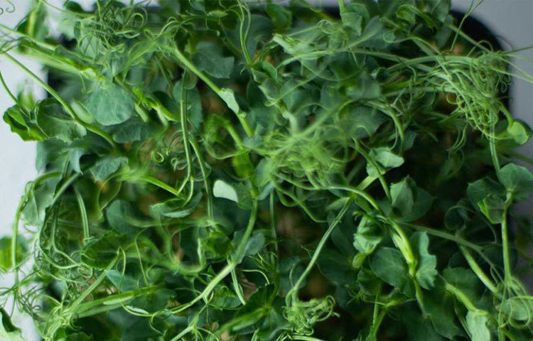 বীজ রোপনের পর ১০-১৫ দিনে তৈরি হয়ে যেত মাইক্রোগ্রিন। সেগুলি বেড়ে গেলে তুলে ফেলতেন তারা। তার পর ছোট ছোট প্যাকেটে ভরে ফেলতেন।