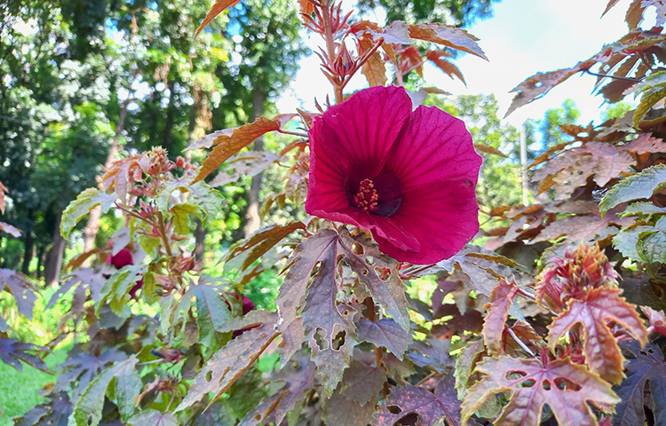 শহীদুল্লাহ হাউসের যত্নে গড়া ফুল বাগানে আরেকটি ফুলের সৌন্দর্য আপনাকে মুগ্ধ করবে। এটি মেস্তা জবা। ছবি : সোহাগ ফেরদৌস
