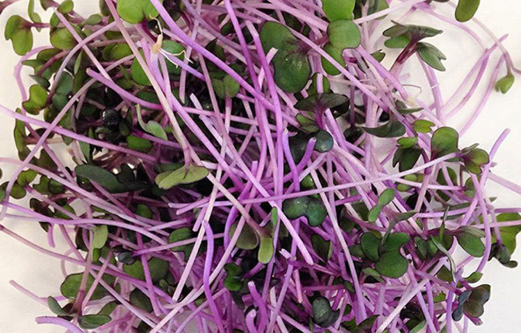 এখনও পর্যন্ত তারা মোট ১৮ ধরনের মাইক্রোগ্রিন তৈরি করেছেন। সানফ্লাওয়ার, র‌্যাডিশ, বিটরুট, অমরনাথ, ব্রকোলি, ক্যাবেজ, আলফা-আলফা তাদের মধ্যে অন্যতম। বতর্মানে তিনি চেন্নাইয়ের বিভিন্ন রেস্তোরাঁয় প্রায় ৪৫ কেজি মাইক্রোগ্রিন সরবরাহ করে থাকেন।