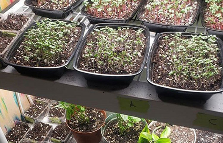 কীভাবে ঘরের মধ্যে এই মাইক্রোগ্রিন তৈরি করেন তিনি? প্রথমে জলের মধ্যে বীজ তিন ধরে ভিজিয়ে রাখেন। তারপর সেই ট্রে অন্ধকার ঘরে রেখে দেন।