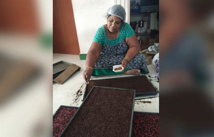 সেই বীজের অঙ্কুর বের হলে মাটি ভর্তি ট্রের মধ্যে স্থানান্তরিত করেন। তারপর সেই ট্রে এমন জায়গায় রাখেন, যাতে আলো পেলেও সরাসরি সূর্যালোক না পড়ে। এ ভাবে পরবর্তী ষষ্ঠ ও সপ্তম দিন অবধি সেই ট্রের উপর জল স্প্রে করতে থাকেন।