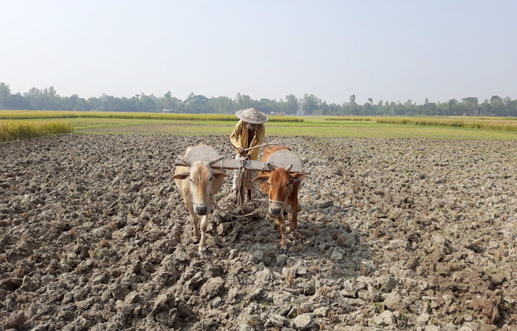 আমন মৌসুমে ধানের বীজতলা তৈরি করার জন্য আগাম হালচাষ দিচ্ছে কৃষক। ছবিটি গাইবান্ধার গোবিন্দগঞ্জ থেকে তোলা। ছবি: উত্তম রায়