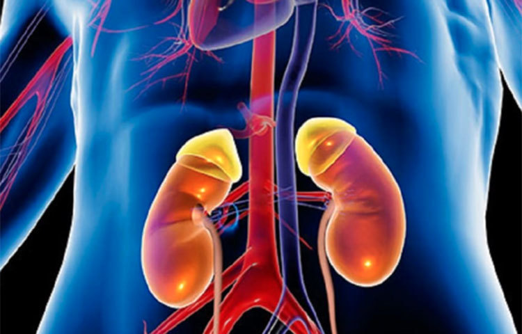 প্যানক্রিয়াটিক ক্যান্সার: সমীক্ষায় দেখা গিয়েছে, সারা দেশে ক্যান্সার আক্রান্তদের মধ্যে মাত্র ২ শতাংশ প্যানক্রিয়াটিক ক্যান্সারে আক্রান্ত হন। কিন্তু ব্রেস্ট ক্যান্সারের তুলনায় এতেই বেশি মানুষের মৃত্যু হয়। প্যানক্রিয়াস বা অগ্ন্যাশয়ের ক্যান্সার শনাক্ত করা বেশ কঠিন। কারণ, অগ্ন্যাশয়ের ক্যান্সারের ক্ষেত্রেও সাধারণ জন্ডিসের মতোই উপসর্গ দেখা দিতে পারে। প্রাথমিকভাবে তেমন ব্যথা হয় না, তেমন কোনো উপসর্গও প্রকাশ পায় না।