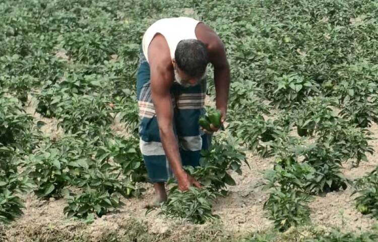 ভোলার সদর উপজেলার কাচিয়া ইউনিয়নে মেঘনা নদীর বুকে জেগে ওঠা মাঝের চর ও দৌলতখান উপজেলার চর মদনপুর ইউনিয়নের চর মদনপুরে বিদেশি সবজি ক্যাপসিকাম চাষ শুরু হয়েছে। ছবি: জাগো নিউজ