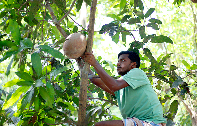 পাখির কৃত্রিম বাসস্থানের জন্য গাছে গাছে কলস বেঁধে দেয় পরিবেশ উন্নয়ন পরিবার। এ পর্যন্ত ২ হাজার কলস স্থাপন করেছে সংগঠনটি। গাইবান্ধার গোবিন্দগঞ্জ উপজেলার বাইগুনি থেকে ছবিটি তোলা। ছবি : সাজেদুর আবেদীন শান্ত
