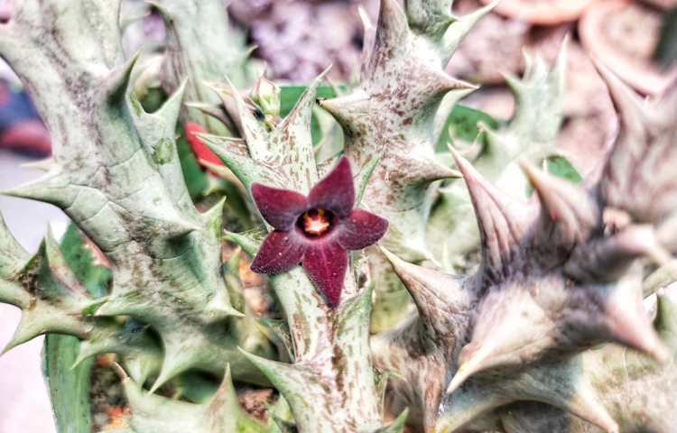 স্ট্যাপেলিয়া ফুল। স্ট্যাপেলিয়া হলো নিম্ন-বর্ধমান, মেরুদণ্ডহীন, কাণ্ডযুক্ত, সুগন্ধযুক্ত এক ধরনের গাছ। প্রধানত দক্ষিণ আফ্রিকায় এ গাছ বেশি দেখা যায়। সম্প্রতি বগুড়ার সোনাতলায় দেখা গেছে ফুলটি। ছবি : সাজেদুর আবেদীন শান্ত