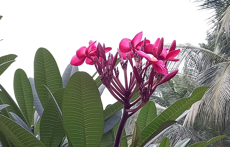 সচরাচার আমরা সাদা কাঠ গোলাপ দেখতে পাই। এর সৌন্দর্য ও ঘ্রাণ আমাদের বিমোহিত করে। তবে শহীদুল্লাহ হাউসের সামনে রয়েছে লাল রঙা কাঠ গোলাপ। যার সৌন্দর্য আপনাকে বিমোহিত করবে। ছবি: সোহাগ ফেরদৌস