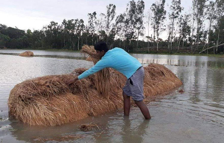 কাঁথিতে মাঠের ধান বাঁচানোর মরিয়া চেষ্টা কৃষকের।