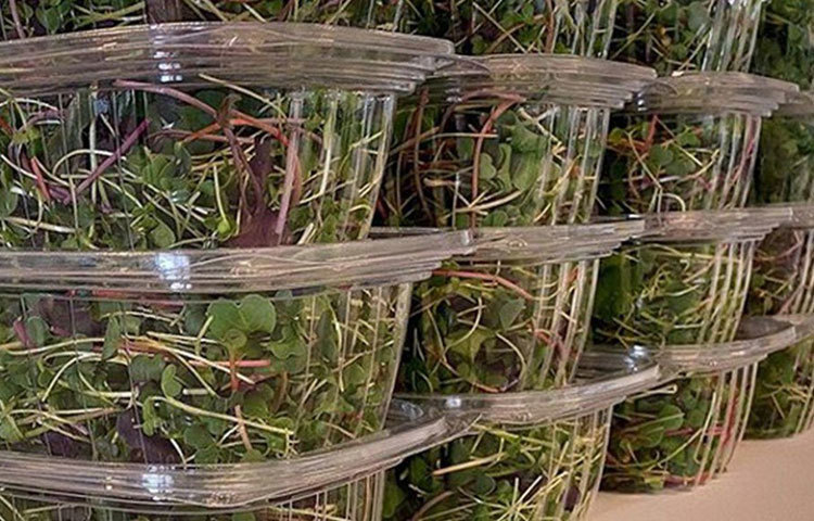 এভাবে এক সপ্তাহ রাখা হয়। এই সময়ে মাইক্রোগ্রিনও বাড়তে থাকে। এক সপ্তাহ পর মাইক্রোগ্রিন খাওয়ার যোগ্য হয়ে ওঠে। তারপর সেগুলিকে প্যাকেটে বন্দি করেন তিনি। তারপর অর্ডার অনুসারে সরবরাহ করেন বাজারে।