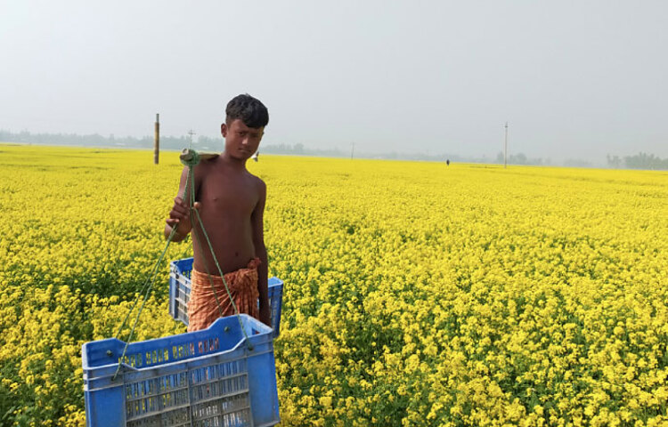 হলুদের চাদরে ঢেকে আছে ফসলের মাঠ। চারিদিকে শুধু হলুদ আর হলুদ। দেখে মনে হবে প্রকৃতি তার সব হলুদ রঙ ঢেলে দিয়েছে। সরিষা খেতের এ ছবিটি গাইবান্ধা জেলার গোবিন্দগঞ্জ উপজেলা বাইগুনীর কাঁকড়াগাড়ি বিল থেকে তোলা। ছবি: জাগো নিউজ