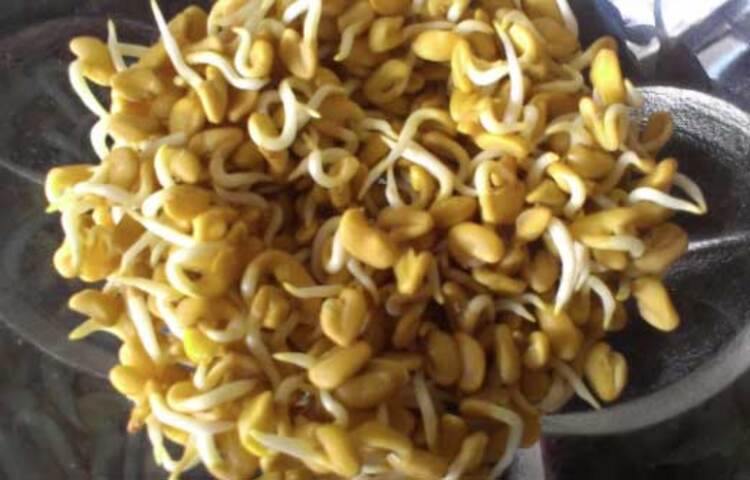 ডায়েট বিশেষজ্ঞদের কথায়, অঙ্কুরোদগমের পর মেথি তুলনামূলক নরম হয়ে যায়। এর ফলে হজমেও কোনো সমস্যা হয় না। এতে পর্যাপ্ত পরিমাণে অ্যান্টি-অক্সিড্যান্ট থাকে। তাই মেথি খেলে শরীরের রোগপ্রতিরোধ ক্ষমতাও মজবুত হয়। সর্বোপরি, অঙ্কুরোদগমের ফলে মেথির পুষ্টিগুণ বেড়ে যায়। দেহে একাধিক ভিটামিন ও প্রোটিনের অভাব পূরণ করতে সক্ষম হয় এটি।