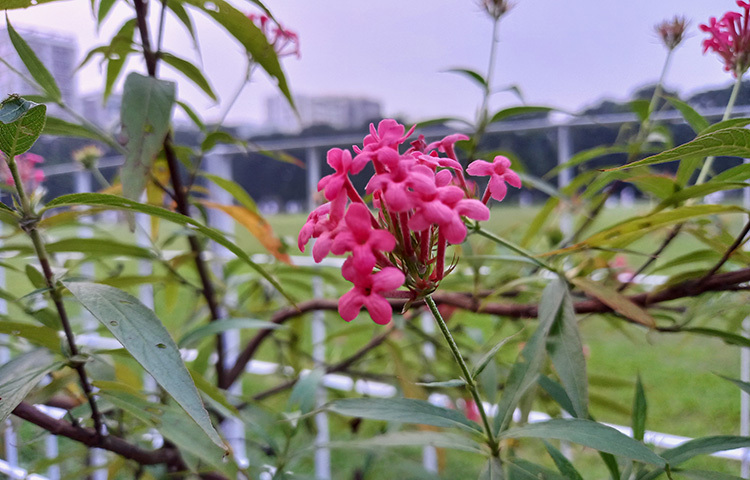 শহীদুল্লাহ হলের সামনে ফুটে থাকা হরেক ফুলের মাঝে গোলাপি রঙের আরেকটি ফুলে আপনার দৃষ্টি আটকে যাবে। এটি হলো হলুদ পানামা রোজ। যার আদি নিবাস দক্ষিণ মেক্সিকো। ছবি: সোহাগ ফেরদৌস