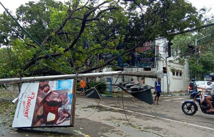 বিদ্যুতের তার, লাইটপোস্টের সঙ্গে শেক্সপিয়র সরণিতে ভেঙে পড়েছে এই বিশাল গাছটি।