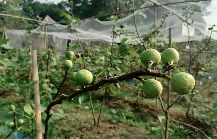 ত্বীন কোনো রাসায়নিক সার ছাড়াই, মাটিতে জৈব ও কম্পোজড সার মিশিয়ে রোদে মাঠে ও ছাদে টবে লাগিয়ে ফল উৎপাদনে সাফল্য পাওয়া গেছে। তাই ছাদ বাগানীদের মধ্যে বেশ আগ্রহ সৃষ্টি হয়েছে। দেশে ছাড়াও বিদেশে এ ফলের ব্যাপক চাহিদা রয়েছে। ইতোমধ্যে ভারত ও জাপানে আমাদের কাছে ত্বীন ফলের চাহিদার কথা জানিয়েছে।