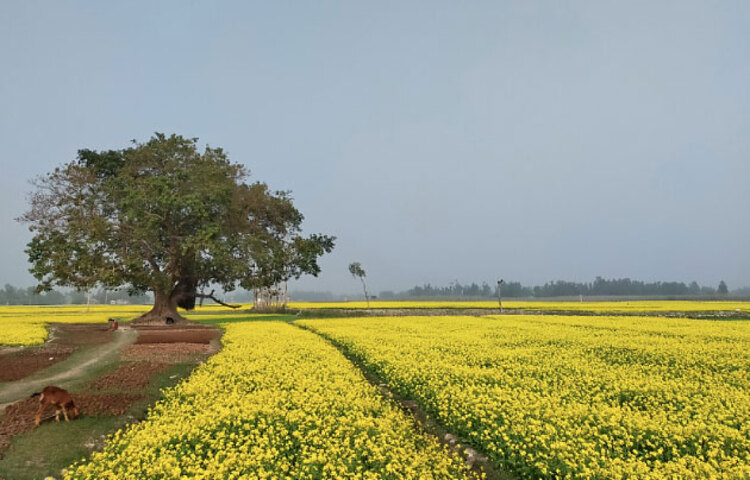 গাইবান্ধার এ সরিষা খেত দেখতে দূর-দূরান্ত থেকে অনেক দর্শনার্থীরা ছুটে আসেন। ছবি: জাগো নিউজ