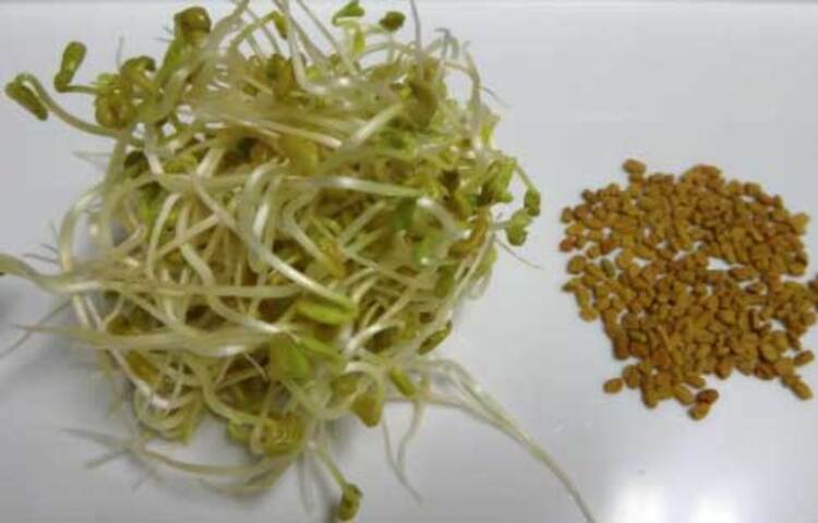 কীভাবে হবে মেথির অঙ্কুরোদগম: প্রথমে মেথি বীজ বা মেথিকে ৪ থেকে ৫ বার পানিতে ধুয়ে নিতে হবে। যাতে কোনো রকম গন্ধ না থাকে। ভালো করে পানিতে ধুয়ে নিলে অঙ্কুরোদগমের পরেও কোনো খারাপ গন্ধ পাওয়া যায় না। এবার পানিতে ভিজিয়ে দিতে হবে মেথিকে এবং রাতভর এভাবেই রেখে দিতে হবে।