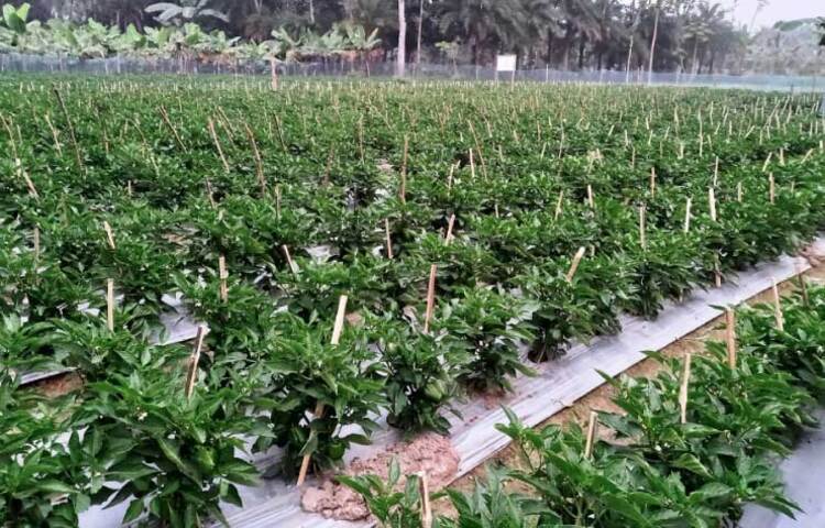সিঙ্গাপুর প্রবাসী হেদায়েত উল্লাহ নাহিদ ছুটিতে দেশে এসেছিলেন। তারপর আটকে গেলেন করোনার কারণে লকডাউনে। দেশে বসে কি করবেন তা ভেবে পাচ্ছিলেন না। শেষে ইউটিউব দেখে ক্যাপসিকাম চাষ শুরু করেন। ছবি: জাগো নিউজ