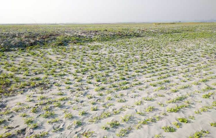 ভালো ফলন পাওয়ায় কুড়িগ্রামে বাদাম চাষের দিকে ঝুঁকেছন কৃষকরা। ছবি: জাগো নিউজ