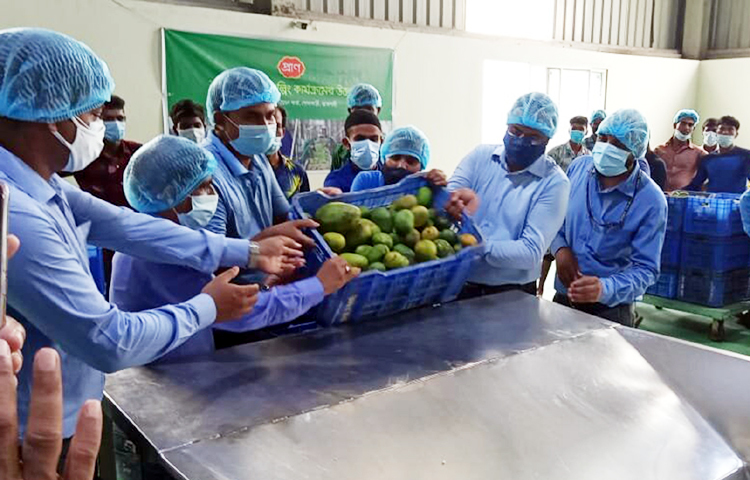 প্রতি বছরের মতো এবারও আম সংগ্রহ এবং পাল্পিং কার্যক্রম শুরু করেছে দেশের সর্ববৃহৎ কৃষিপণ্য প্রক্রিয়াজাতকারী প্রতিষ্ঠান প্রাণ। ম্যাংগো ড্রিংক, জুস, ম্যাংগো বারসহ বিভিন্ন খাদ্যসামগ্রী তৈরি করতে পাকা আম সংগ্রহ করা হচ্ছে। চলতি মৌসুমে ৬০ হাজার মেট্রিক টন আম সংগ্রহের লক্ষ্যমাত্রা নির্ধারণ করা হয়েছে। ছবি : জাগো নিউজ