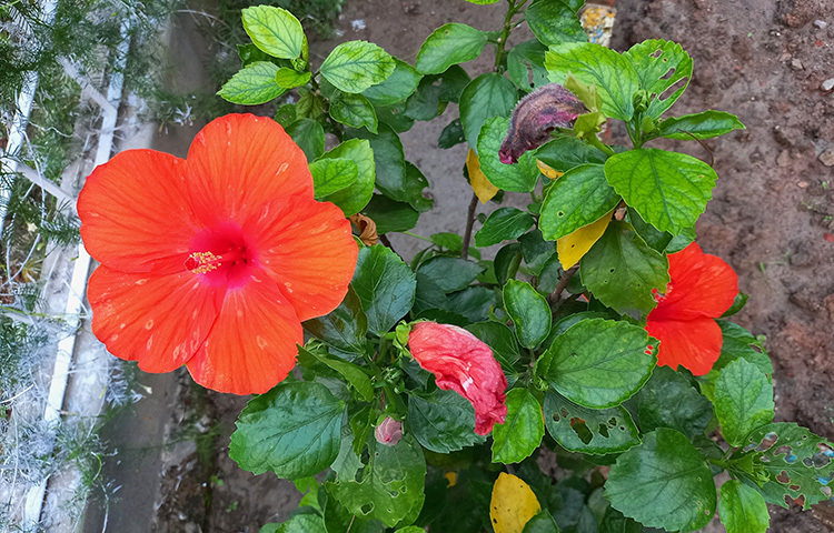 পাশেই দেখা যাবে আমাদের পরিচিত একটি রক্ত রাঙা ফুল। এর নাম জবা। ছবি: সোহাগ ফেরদৌস