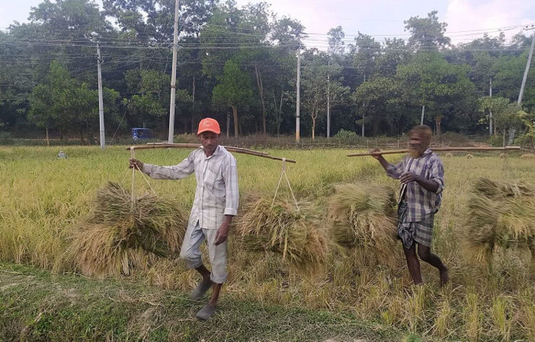 হবিগঞ্জের শায়েস্তাগঞ্জে আমন ধানের বাম্পার ফলন হয়েছে। ধান কাটা চলছে পুরোদমে, ব্যস্ত সময় কাটাচ্ছেন কৃষকরা। সারা বছরের খোরাক অগ্রাহায়ণ মাসের ধান থেকেই রাখা হয়। ছবি: জাগো নিউজ