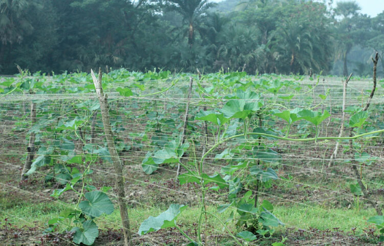 পটুয়াখালী জেলার কলাপাড়া উপজেলার নীলগঞ্জ ইউনিয়নের কুমিরমারা গ্রামের শত শত কৃষক শীতকালীন সবজি চাষে ব্যাপক সাফল্য লাভ করেছেন। স্থানীয় কৃষকরা সবজি চাষ ও চারা উৎপাদন করে করোনাকালীন সময় অর্থনৈতিক সংকট কাটিয়ে উঠছে পাশাপাশি জেলাবাসির চাহিদা পূরণে ব্যাপক ভূমিকা পালন করে চলছে। ছবি: কাজী সাঈদ