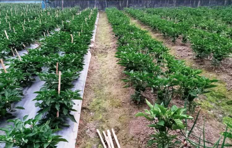 ইউটিউব দেখে দেখে নাহিদ দেশের মাটিতেই ফলিয়ে ফেললেন বিদেশি সবজি ক্যাপসিক্যাম। খেতভরা ‘মিষ্টি মরিচ’ খ্যাত এই সবজি দেখে অবাক এলাকার মানুষ। নাহিদের বাড়ি রাজশাহীর পুঠিয়া উপজেলার মোহনপুর গ্রামে। ছবি: জাগো নিউজ