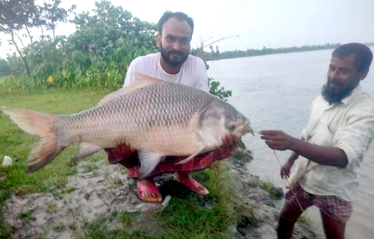 মঙ্গলবার (২৭ জুলাই) দিবাগত রাতে রাজবাড়ীর গোয়ালন্দের পদ্মা-যমুনা নদীর মোহনায় ধরা পড়েছে ২৬ কেজি ওজনের বিশাল আকৃতির একটি পাঙ্গাশ মাছ। ছবি: রুবেলুর রহমান