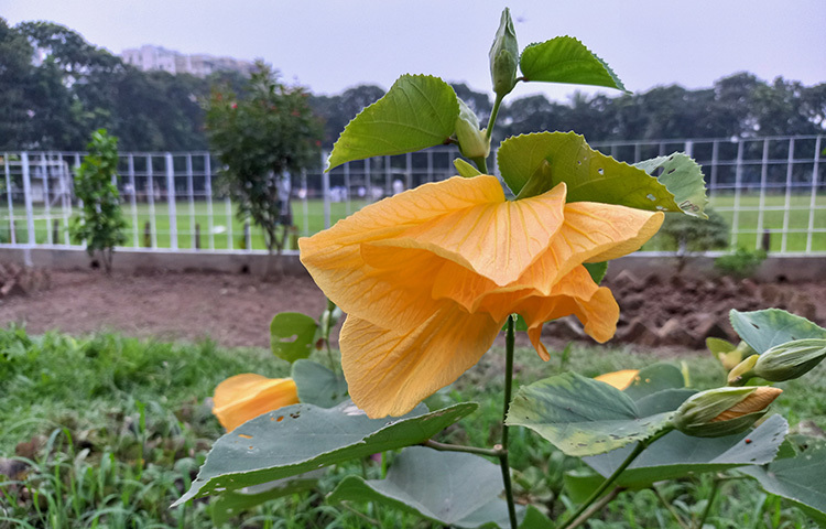 হাউসের পশ্চিম পাশে দেখা যাবে স্থল পদ্ম। নামের সঙ্গে পদ্ম শব্দটি যুক্ত থাকলেও এ ফুল কিন্তু পানিতে হয় না। বরং স্থলেই ওরা জন্মে এবং বেড়ে ওঠে। সচরাচর আমরা হালকা গোলাপি রঙের স্থল পদ্ম দেখলেও এটি হালকা হলুদ বর্ণের। এটি থাইল্যান্ডের জাত হওয়ায় থাই স্থল পদ্ম নামে পরিচিত। ছবি: সোহাগ ফেরদৌস