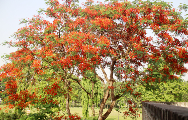 গ্রীষ্মের তাপদাহে পুড়ছে প্রকৃতি। অন্যদিকে মৃদু বাতাসে দুলছে রক্তিম কৃষ্ণচূড়া। ছবিটি ইসলামী বিশ্ববিদ্যালয় থেকে তোলা। ছবি: আজাহারুল ইসলাম