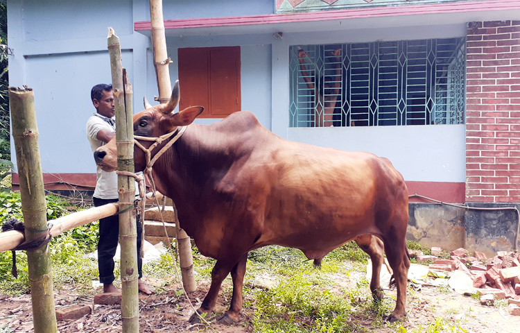 কোরবানি সামনে রেখে ষাঁড় প্রস্তুত করছেন হবিগঞ্জের শায়েস্তাগঞ্জ উপজেলার পুরাসুন্দা গ্রামের ফার্নিচার ব্যবসায়ী সারাজ মিয়া। ষাঁড়টির নাম রেখেছেন ‘রাজাবাবু’। ছবি: কামরুজ্জামান আল রিয়াদ