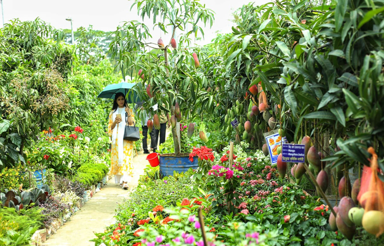 গত ৫ জুন থেকে শুরু হয়েছে মাসব্যাপী বৃক্ষমেলা। মেলাকে ঘিরে বঙ্গবন্ধু আন্তর্জাতিক সম্মেলন কেন্দ্রের পাশে বিশাল মাঠে তৈরি হয়েছে ঘন সবুজের সমারোহ। বৃক্ষপ্রেমীদের পদচারণায় মুখর এবারের বৃক্ষমেলা। ছবি: মাহবুব আলম